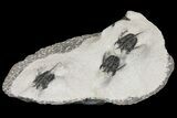 Bargain Devil Horned Cyphaspis Walteri Trilobite Cluster #154680-1